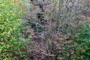 Wildsträucher